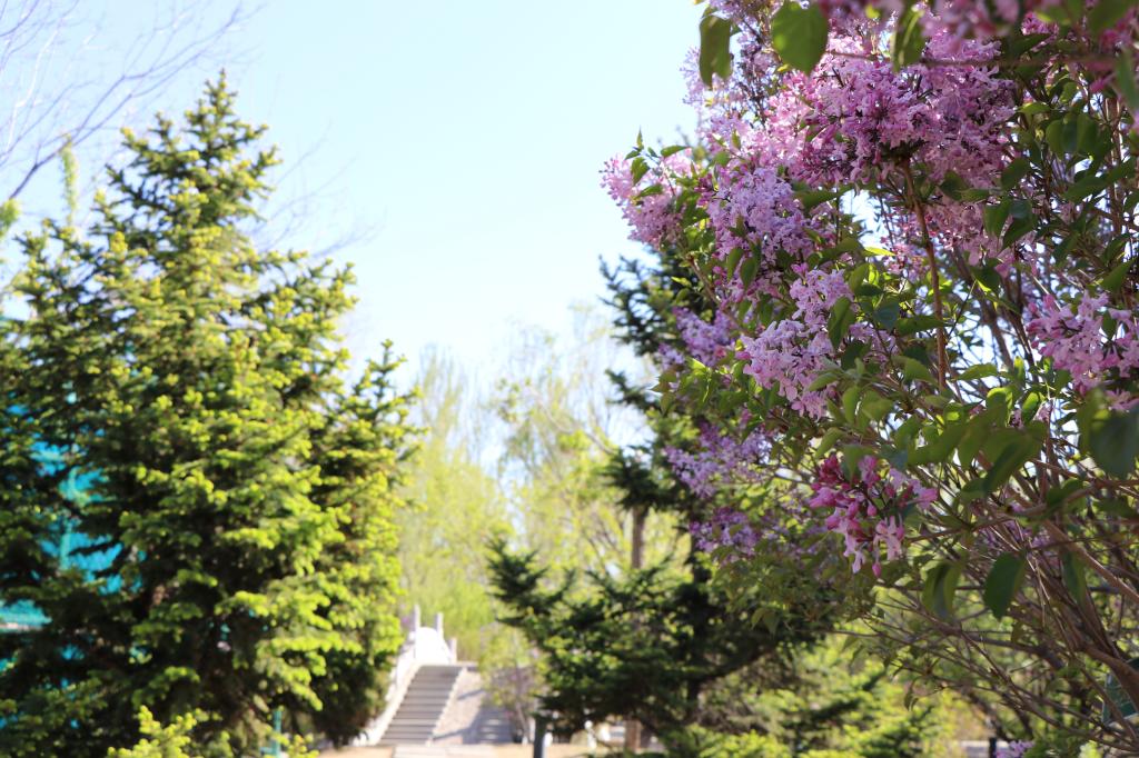 人面娇花相映红不负韶华不负卿 齐齐哈尔工程学院