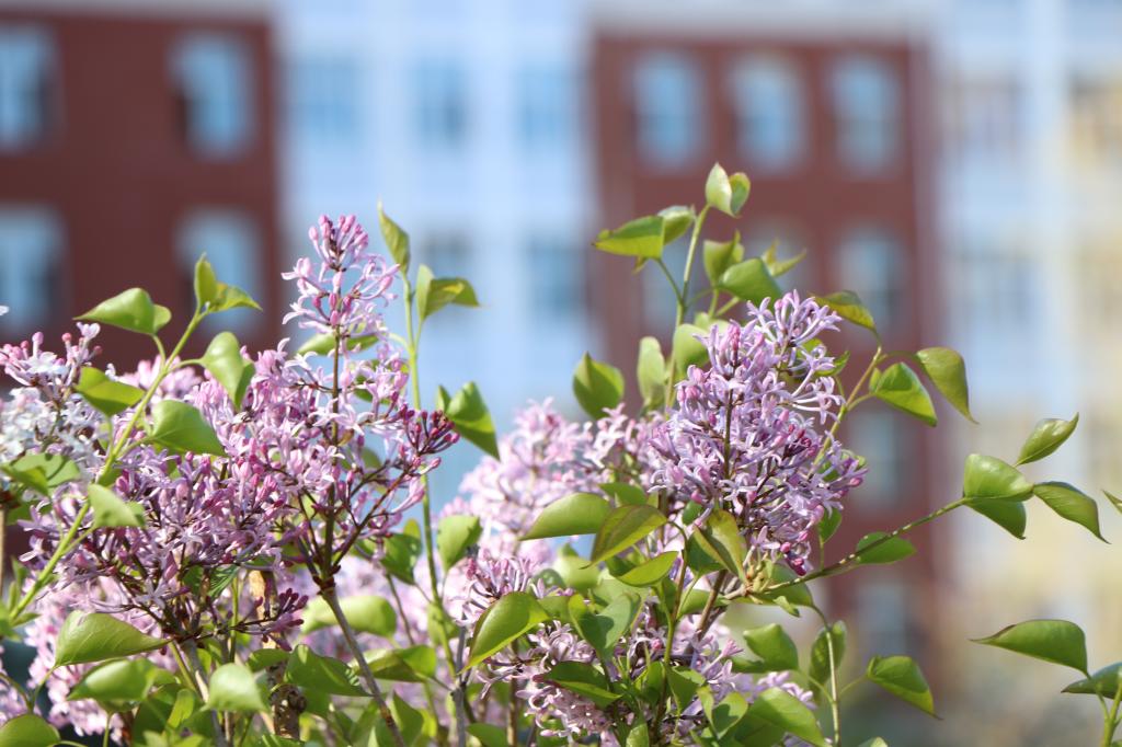 人面娇花相映红不负韶华不负卿 齐齐哈尔工程学院